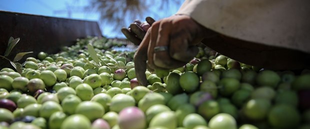 Çevre yolu çalışması yüzünden zeytin üreticisi endişeli