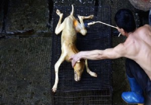 Çin de vahşet! Köpek eti festivali başladı!