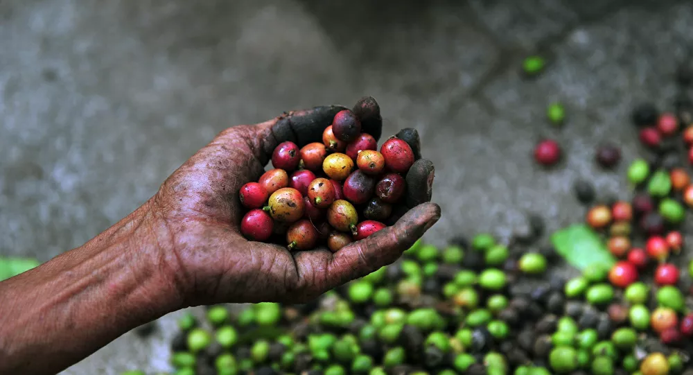 Coffee is grown. Кофейная ржавчина. Гватемала лесопроизводство. Coffee is grown in Brazil. Экономика Гватемалы.